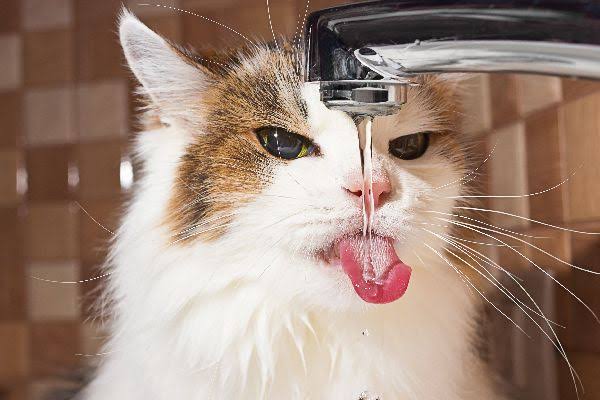چگونه علائم کم‌آبی بدن در سگ و گربه را تشخیص دهیم؟